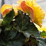 Бегония клубневая махровая (Begonia tuberhybrida)