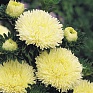 Астра китайская (Callistephus chinensis)
