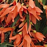 Бегония боливийская ампельная (Begonia boliviensis x hybrida)