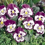 Виола виттрока (Viola wittrockiana)