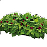 Целозия гребенчатая (Celosia cristata)