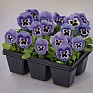 Виола виттрока (Viola wittrockiana) Виола виттрока (Viola wittrockiana)