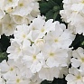Вербена гибридная (Verbena hybrida) Вербена гибридная (Verbena hybrida)