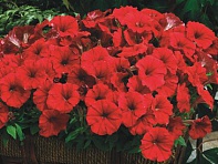 Петуния мелкоцветковая (Picobella F1)