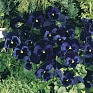 Виола виттрока (Viola wittrockiana)