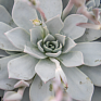 Эхеверия Пикока (Echeveria peacockii (desmetiana)) Эхеверия Пикока (Echeveria peacockii (desmetiana))