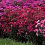 Гвоздика турецкая (Dianthus barbatus)
