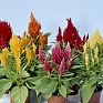Целозия метельчатая (Celosia plumosa) Целозия метельчатая (Celosia plumosa)
