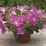 Петуния ампельная гибридная (Petunia x hybrida)