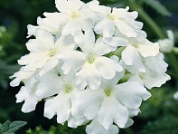 Вербена гибридная (Obsession F1)