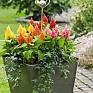 Целозия метельчатая (Celosia plumosa) Целозия метельчатая (Celosia plumosa)