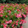 Бегония гибридная ампельная (зеленая листва) (Begonia hybrida) Бегония гибридная ампельная (зеленая листва) (Begonia hybrida)