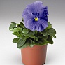 Виола Виттрока (Viola wittrockiana)