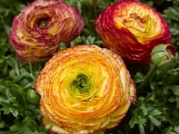 Лютик азиатский (Mache F1)