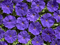 Петуния мелкоцветковая (Karlik F1)