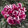 Цикламен персидский (Cyclamen persicum)