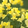 Льнянка марокканская (Linaria maroccana)