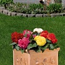Бегония клубневая махровая (Begonia tuberhybrida)