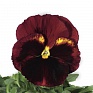 Виола Виттрока (Viola wittrockiana) Виола Виттрока (Viola wittrockiana)