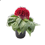 Целозия гребенчатая (Celosia cristata)