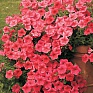 Петуния ампельная гибридная (Petunia х hybrida)