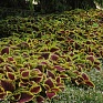 Колеус гибридный (Coleus х hybrida) Колеус гибридный (Coleus х hybrida)
