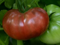 Томат (Heirloom Marriage) Томат (Heirloom Marriage)