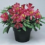 Альстромерия гибридная (Alstroemeria hybrida)