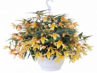 Бегония боливийская ампельная (Groovy F1)