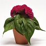 Целозия гребенчатая (Celosia cristata)