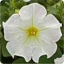 Петуния ампельная гибридная (Petunia x hybrida)