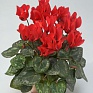 Цикламен персидский (Cyclamen persicum)