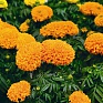 Бархатцы прямостоячие (Tagetes erecta)