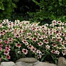 Цинния мариландская (Zinnia marylandica) Цинния мариландская (Zinnia marylandica)