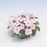 Бальзамин Уоллера (Impatiens walleriana) Бальзамин Уоллера (Impatiens walleriana)