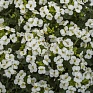 Арабис кавказский (Arabis caucasica)