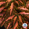 Колеус гибридный (Coleus х hybrida) Колеус гибридный (Coleus х hybrida)