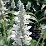 Шалфей мучнистый (Salvia farinacea)