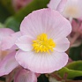 Бегония вечноцветущая (зеленая листва) (Begonia semperflorens)