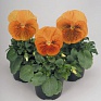 Виола виттрока (Viola wittrockiana) Виола виттрока (Viola wittrockiana)