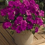 Бальзамин Уоллера (Impatiens walleriana)