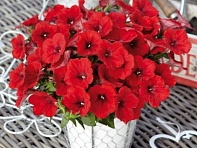 Петуния ампельная гибридная (Pendolino F1)