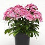 Гвоздика турецкая (Dianthus barbatus)