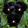 Виола Виттрока (Viola wittrockiana)