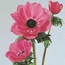 Анемона (Ветреница) корончатая (Anemone coronaria)