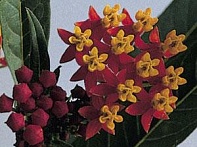 Ваточник курассавский