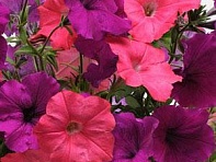 Петуния ампельная гибридная (Easy Wave F1)