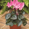 Цикламен персидский (Cyclamen persicum)