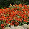 Цинния мариландская (Zinnia marylandica) Цинния мариландская (Zinnia marylandica)