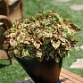 Колеус гибридный (Coleus х hybrida) Колеус гибридный (Coleus х hybrida)